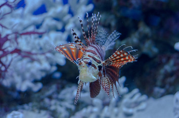 sea ​​fish lionfish in aquarium