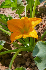 Squash, courgette, zucchini, yellow flower of vegetable marrow with green leaves blossoming in the garden. Close up