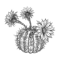 Hand drawing of blooming cactus. Vintage vector