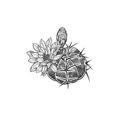 Hand drawing of blooming cactus. Vintage vector