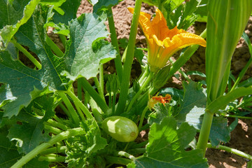 Squash, courgette, zucchini, yellow flower of vegetable marrow with green leaves blossoming in the garden. Close up