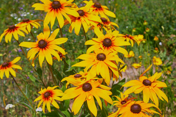 Yellow Rudbeckia (coneflowers, black-eyed-susans) flowers close-up. Rudbeckia in the garden. Yellow-brown flowers with outstanding seed at the center of a dark color