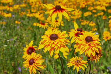 Yellow Rudbeckia (coneflowers, black-eyed-susans) flowers close-up. Rudbeckia in the garden. Yellow-brown flowers with outstanding seed at the center of a dark color