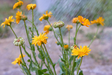 Calendula officinalis or Pot Marigold, Common Marigold, Scotch Marigold, Ruddles, Pot Marigold. Summer background with orange flowers of calendula are being watered. Calendula flowers with water drops