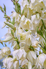 White Yucca filamentosa bush flowers, other names include Adams needle, common yucca, Spanish bayonet, bear-grass, needle-palm, silk-grass, and spoon-leaf yucca.