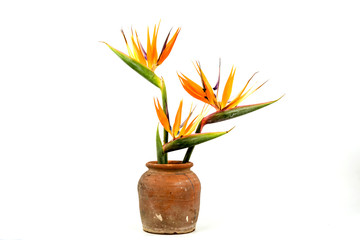 Bird of paradise,flowers in a vase on a white background.
