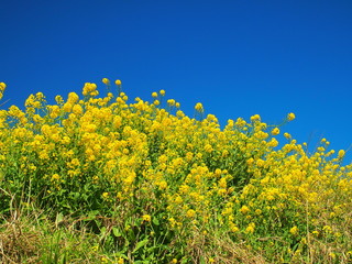 春の江戸川土手に咲く菜の花風景