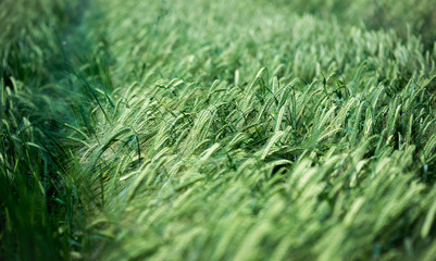 Wheat field. Green ears of wheat close up.