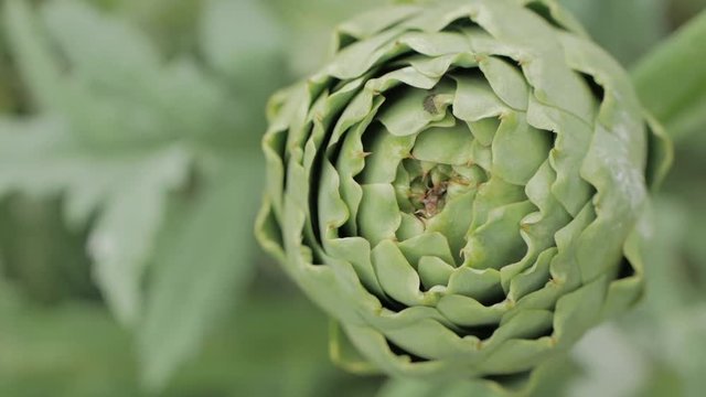 Isolated artichoke from a organic farm.