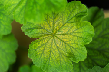 leaves of geranium plant with round shapes, green and yellow color
