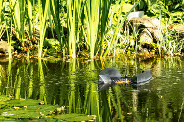 Plants reflected in clear water. Blurred background. Water around skimmer boils from air bubbles....