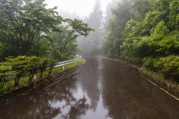 Trees and mist reflect off standing water on mountain road after heavy rain