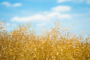 Oilseed rape field before harvest.