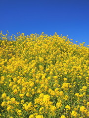 春の江戸川土手に咲く菜の花風景