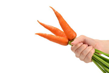 Fresh orange carrot in woman hands on a white background.