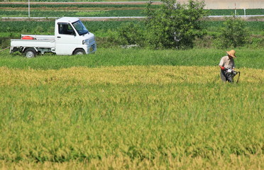 稲実る田んぼで農作業中の農夫と軽トラック