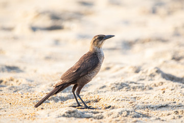 Boat-tailed Grackle