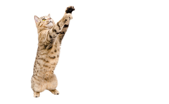 Playful cat Scottish Stright  with paws raised up isolated on white background