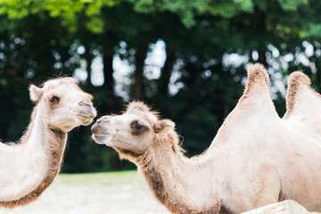 dromedary with his two humps in wild life