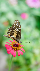 Butterfly is sucking nectar from pink zinnia