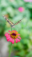 Butterfly is sucking nectar from pink zinnia