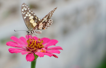 Butterfly is sucking nectar from pink zinnia