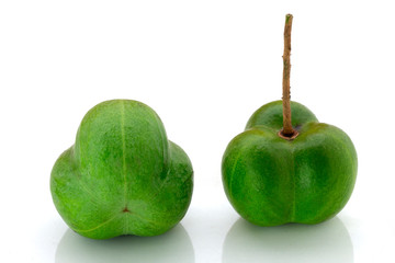 Rubber Seeds (Hevea brasiliensis) isolated on White Background