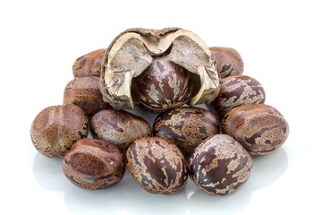 Rubber Seeds (Hevea brasiliensis) isolated on White Background