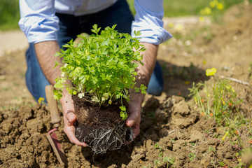 Man plant fresh parsley