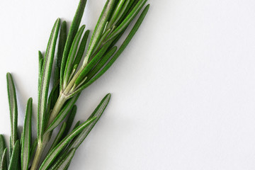 Sprig of rosemary close-up on white background