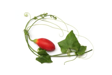 ivy gourd fruit on white background, Coccinia grandis