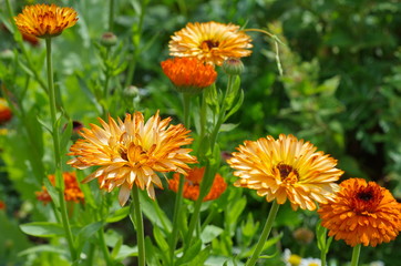 Blooming Terry Calendula officinalis in the garden