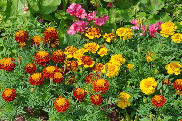 Beautiful summer flower bed with bright marigolds (lat. Tagetes)