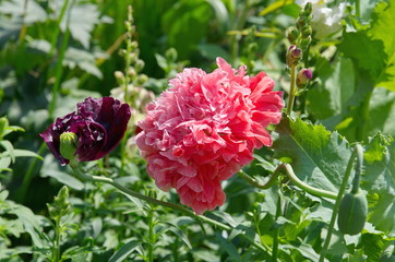 Beautiful Terry poppies bloom in the flower bed