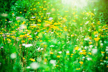 Yellow field flowers, different field flowers outside, flower background, beautiful colours