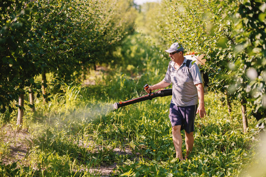 Caucasian mature peasant in working clothes, hat and with modern pesticide spray machine on backs spraying bugs in orchard.
