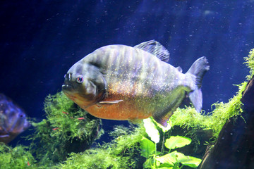 Piranhia im Fluss