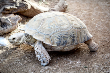 Alte Landschildkröte 