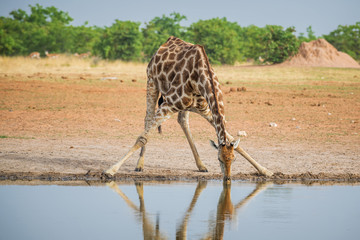 Giraffe - Giraffa giraffa, safari in Etosha National Park, Namibia, Africa. Cute member of African...