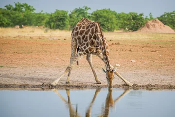Zelfklevend Fotobehang Giraffe - Giraffa giraffa, safari in Etosha National Park, Namibia, Africa. Cute member of African big five. © David