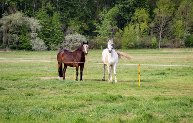 Obraz premium Studie eines Pferd, Ponny