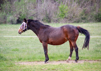 Fototapeta premium Studie eines Pferd, Ponny