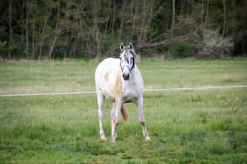 Studie eines Pferd, Ponny