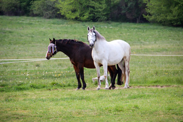 Fototapeta premium Studie eines Pferd, Ponny