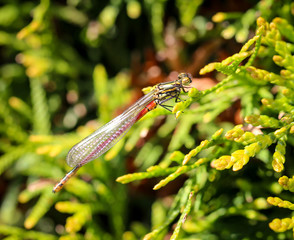 Portrait einer Libelle, Kleinlibelle
