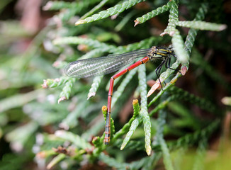 Portrait einer Libelle, Kleinlibelle