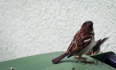 Portrait eines Spatz