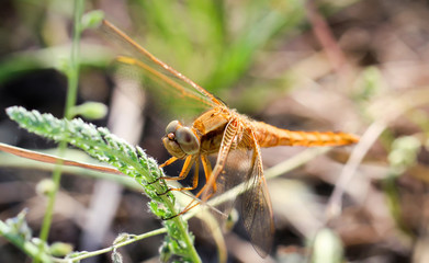 Portrait einer Libelle, Kleinlibelle