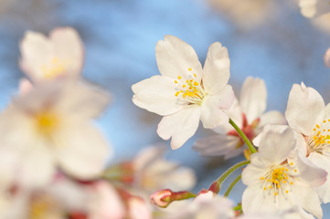 桜咲く