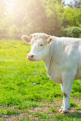 Fototapeta premium White Cow at the Green Meadow